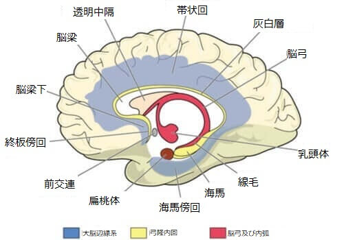 脳 帯状回 機能