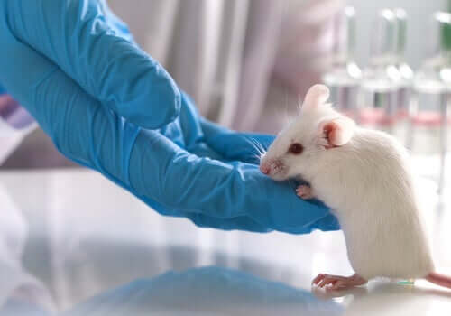動物実験の実施に関する合意事項とは？