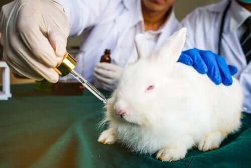 動物実験 実施 合意事項