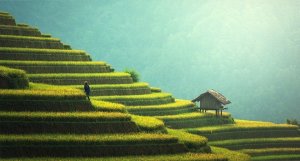 文化的進化とは?