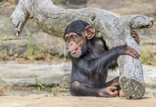チンパンジー実験　ワショー・プロジェクト