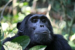 興味深いチンパンジー実験、ワショー・プロジェクト