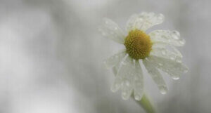 逆境によりレジリエンスが高まるとは限らない?