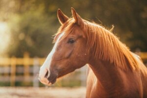 馬に対する恐怖心、ヒッポフォビアについて