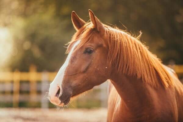 馬に対する恐怖心、ヒッポフォビアについて