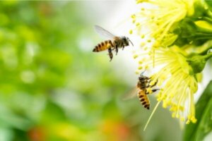 アピフォビア、ハチ恐怖症の症状について