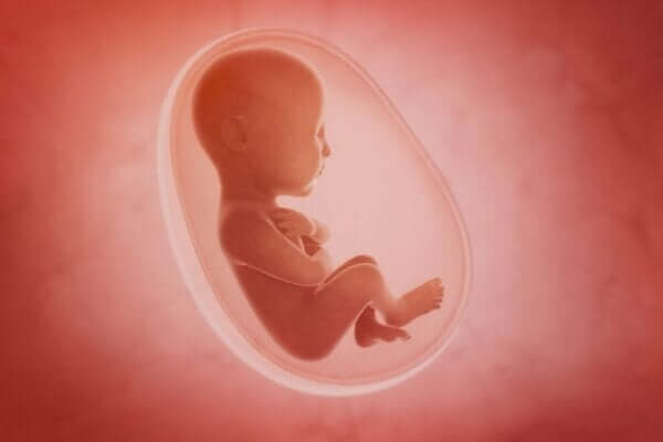 胎児および新生児における感覚の発達について