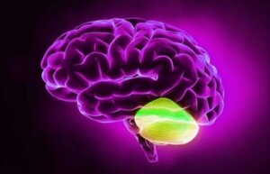 小脳と拡散的思考との関係性とは?