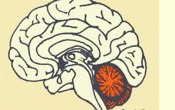 小脳と拡散的思考との関係性とは？
