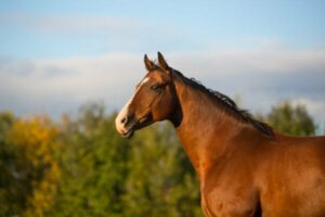 クレバー・ハンス、算数の計算ができる馬