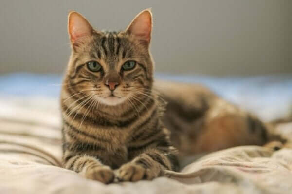 アイルロフォビア 猫恐怖症 原因 治療