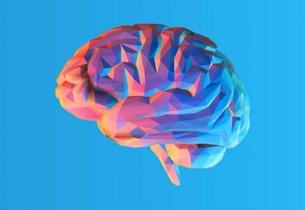 人間の脳にシワがあるのは何のため？